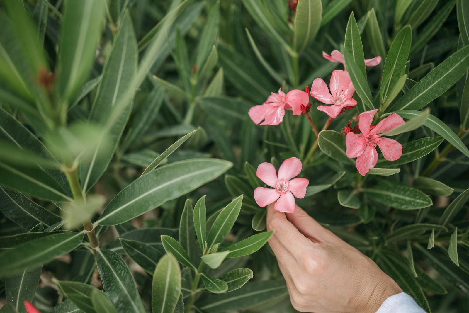 Bouturage laurier rose : comment faire ?