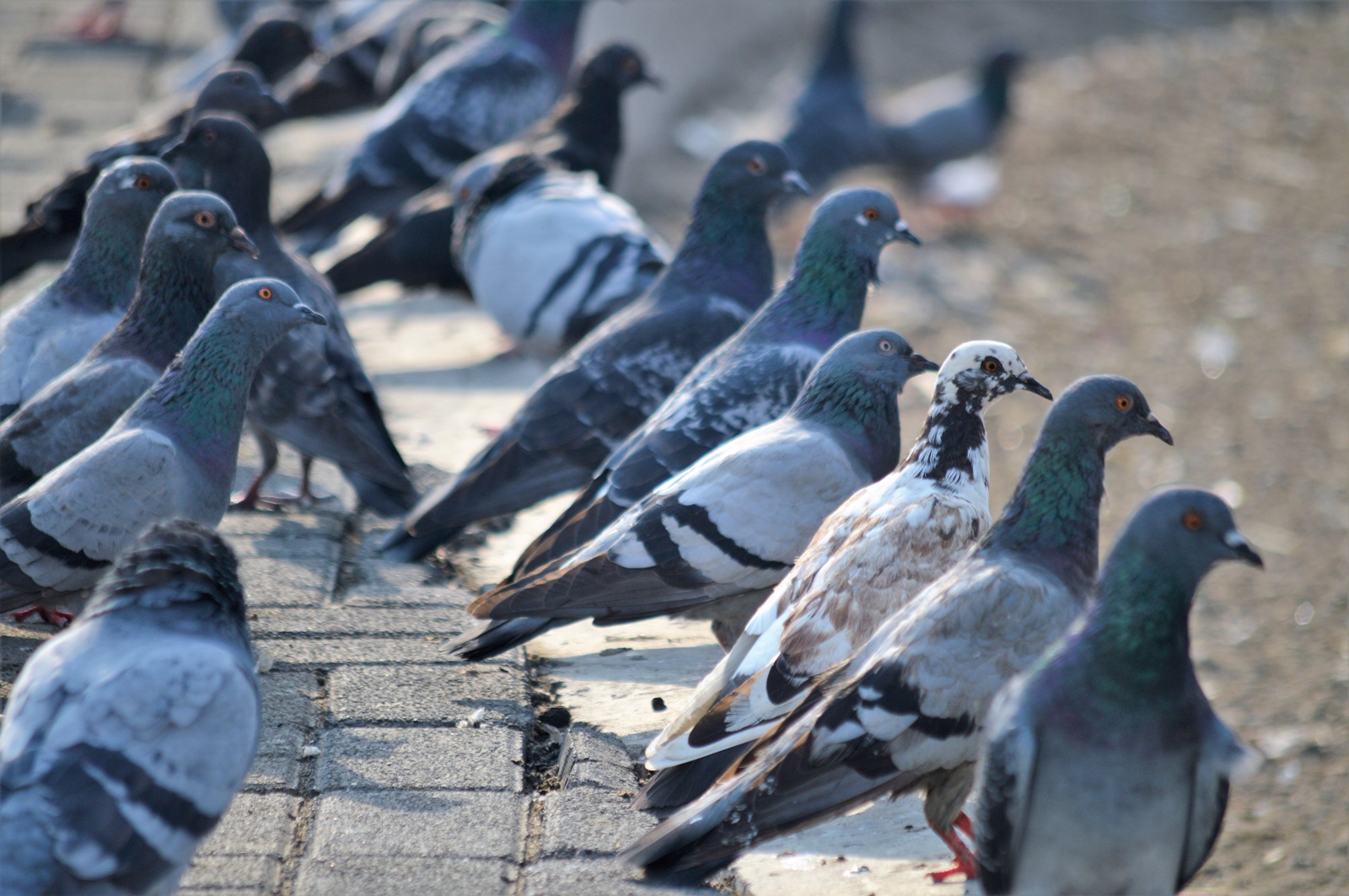 Le service de dépigeonnage à Lyon : la solution contre les nuisibles