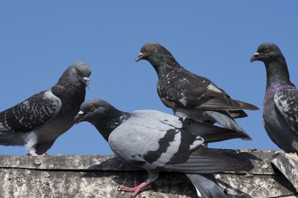 service de dépigeonnage à Lyon
