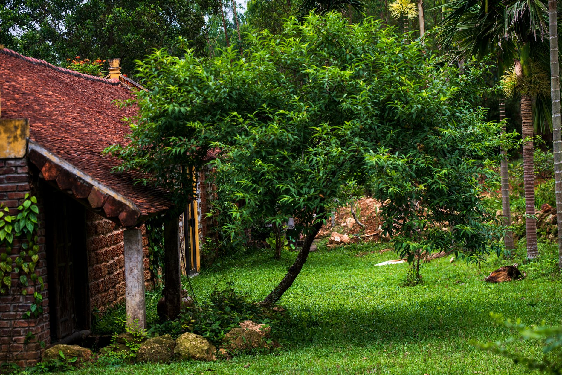 Arbre ornemental planté dans un jardin près d’une maison
